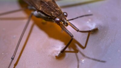 how-to-get-rid-of-water-bugs