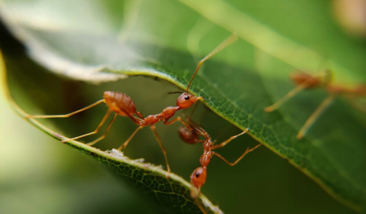 how-to-get-rid-of-ants-in-the-house-quickly