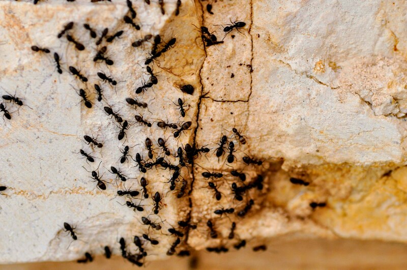 how-to-get-rid-of-ants-in-the-house-quickly