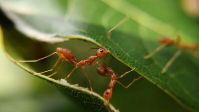 how-to-get-rid-of-ants-in-the-house-quickly