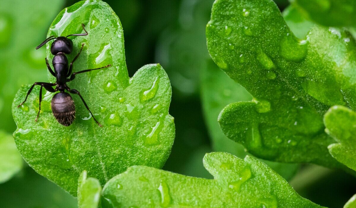 how-to-get-rid-of-black-ants
