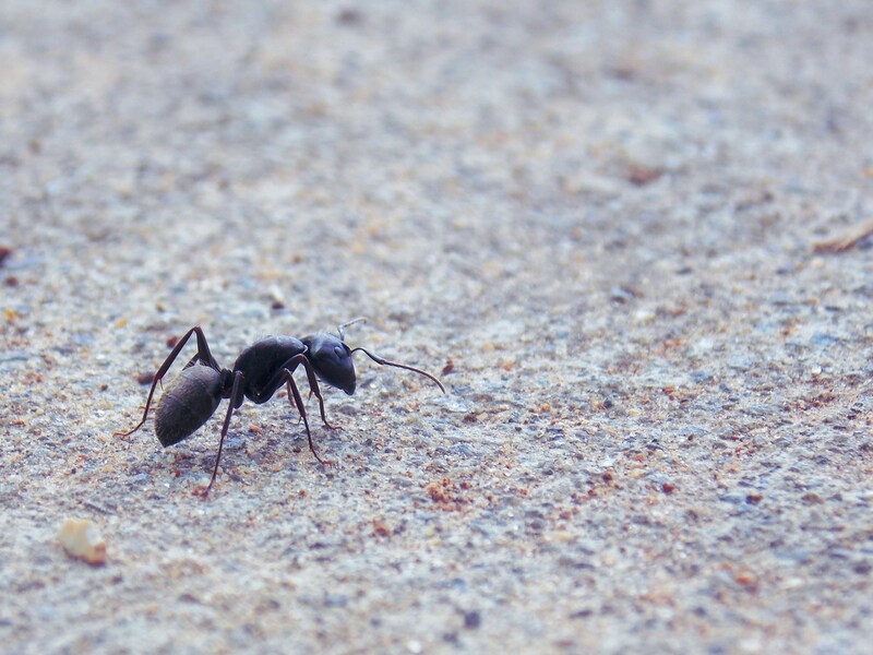 how-to-get-rid-of-black-ants