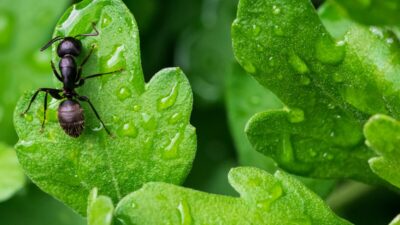 how-to-get-rid-of-black-ants