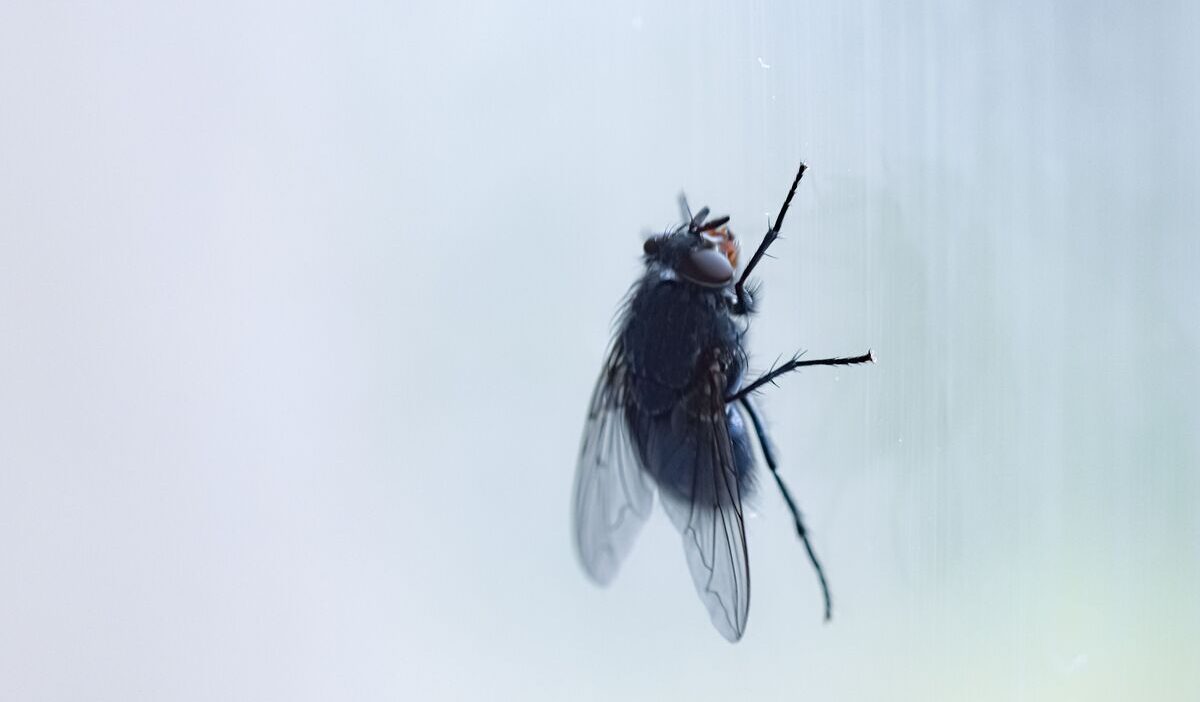 how-to-get-rid-of-flies-in-the-house-quickly