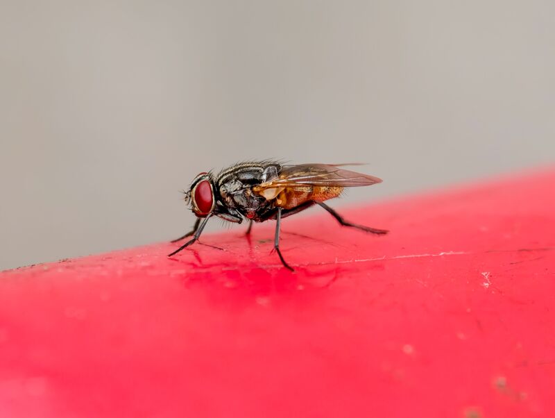 how-to-get-rid-of-flies-in-the-house-quickly