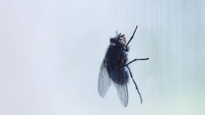 how-to-get-rid-of-flies-in-the-house-quickly