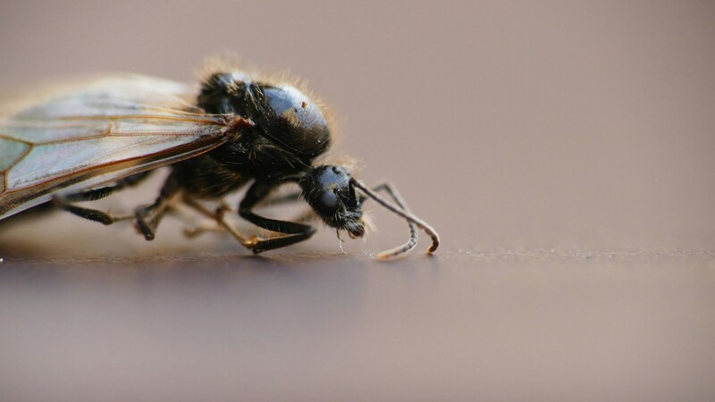 how-to-get-rid-of-flying-ants