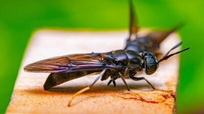 how-to-get-rid-of-flying-ants