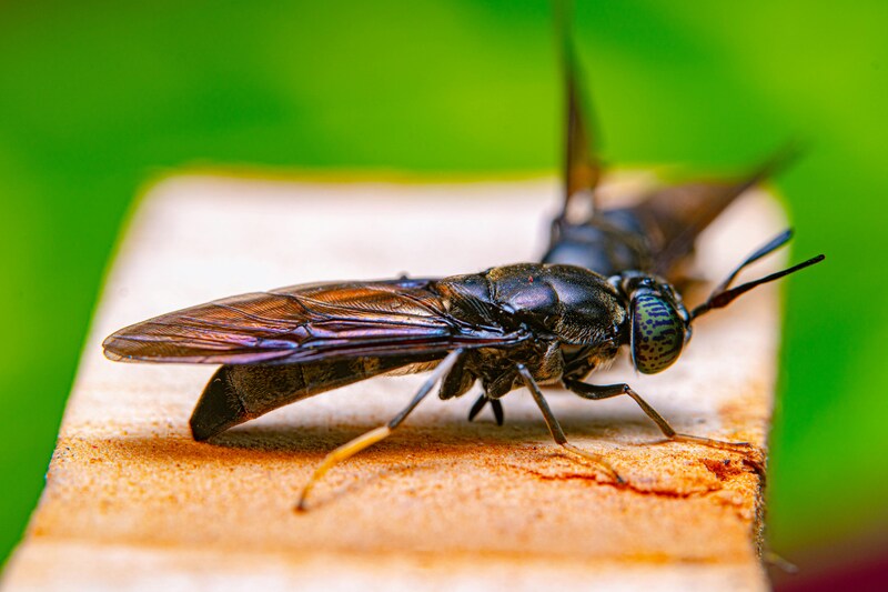 how-to-get-rid-of-flying-ants