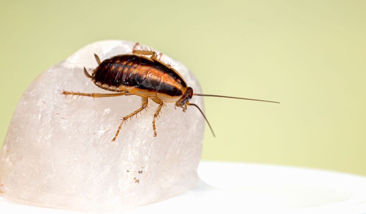 how-to-get-rid-of-german-cockroaches