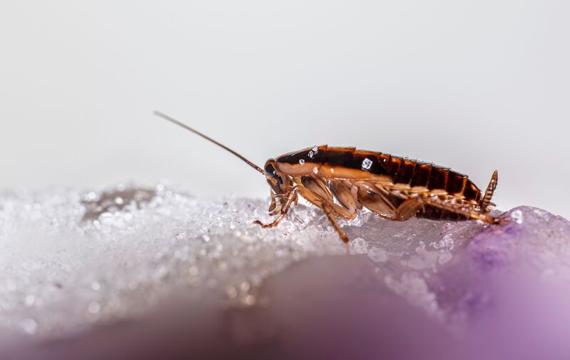 how-to-get-rid-of-german-cockroaches