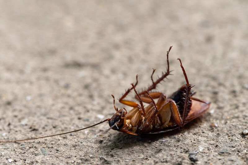 how-to-get-rid-of-german-cockroaches