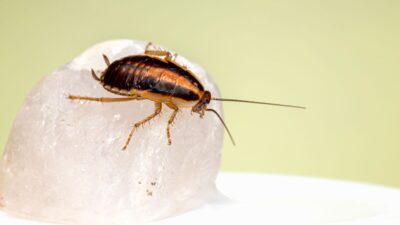 how-to-get-rid-of-german-cockroaches