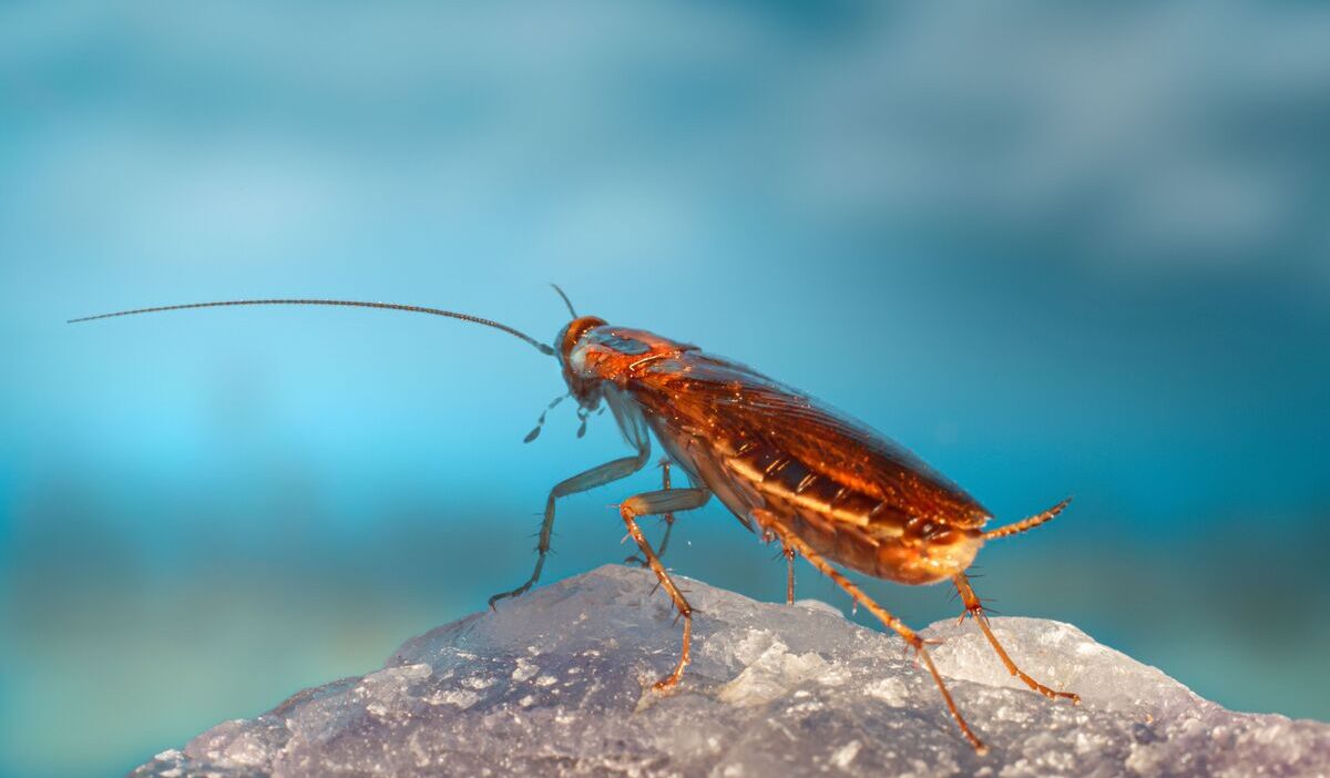 how-to-get-rid-of-german-roaches