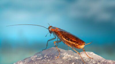 how-to-get-rid-of-german-roaches