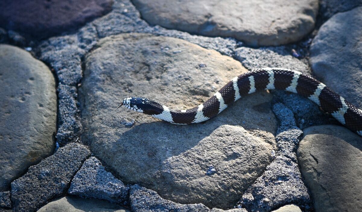 how-to-get-rid-of-snakes