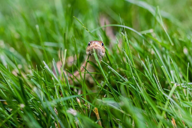 how-to-get-rid-of-snakes