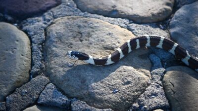 how-to-get-rid-of-snakes