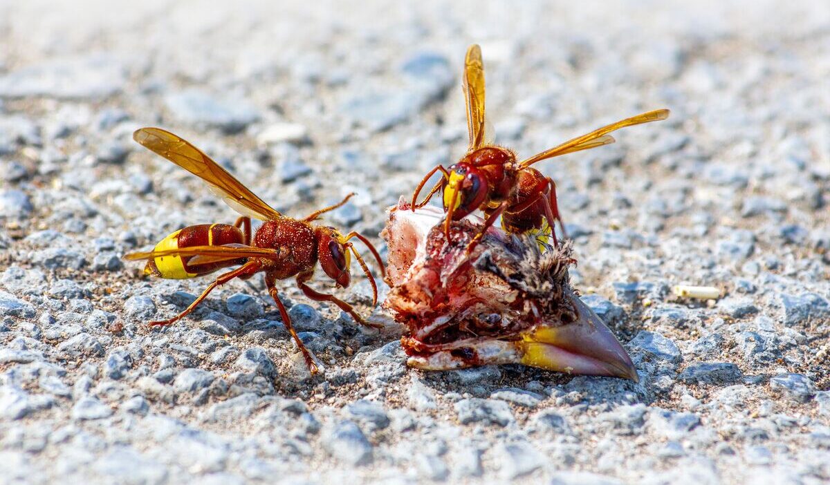 how-to-get-rid-of-wasp-nest