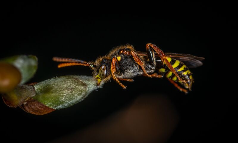 how-to-get-rid-of-wasp-nest
