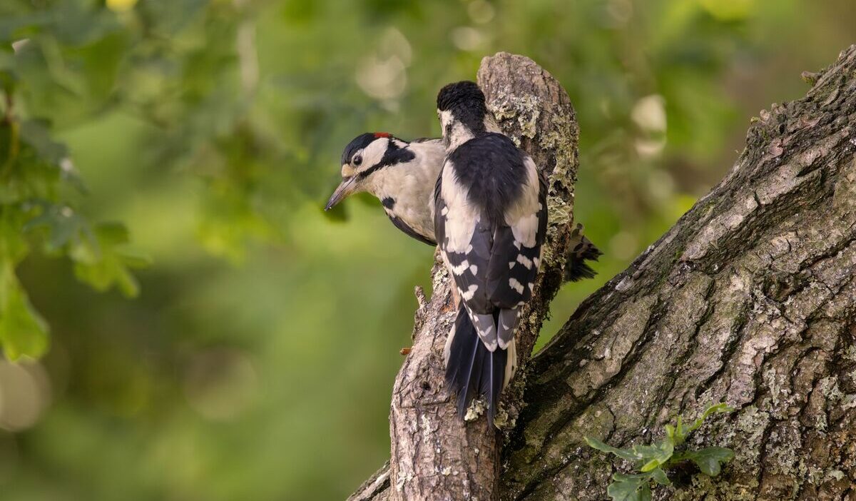 how-to-get-rid-of-woodpeckers