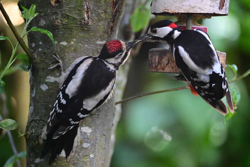 how-to-get-rid-of-woodpeckers