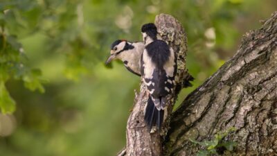how-to-get-rid-of-woodpeckers